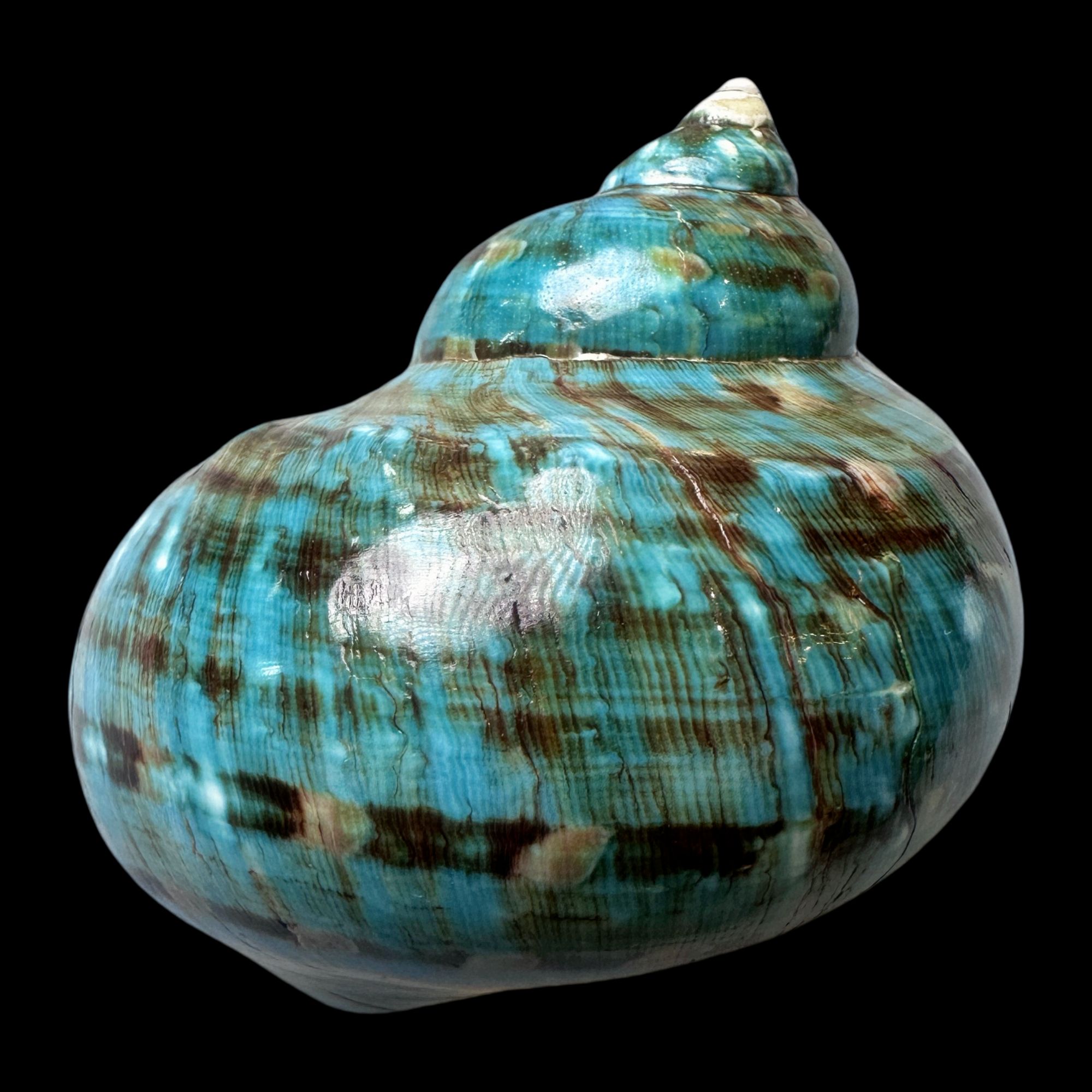 【帝王螺杯（特大！精品）】95.4 mm 赠1串杯托 天然贝壳 K1