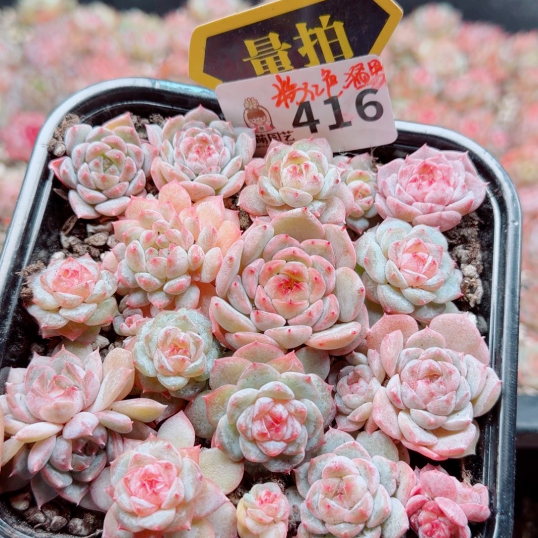 多肉植物多肉植物