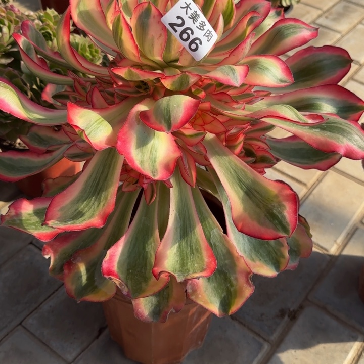 美**续爱丽丝捧花266寄养