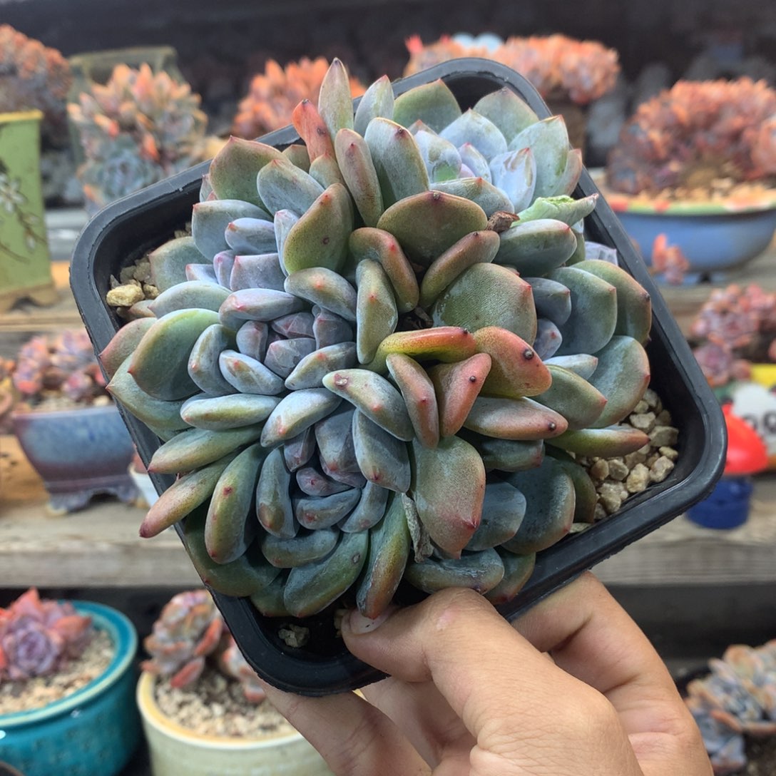 石榴籽绿底八头花花