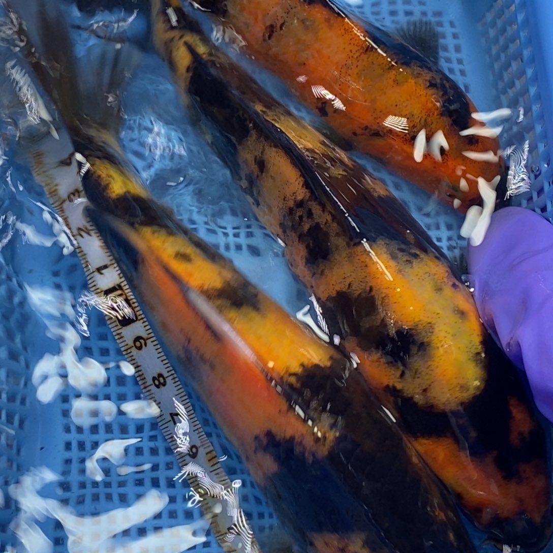 锦鲤冷水锦鲤包邮