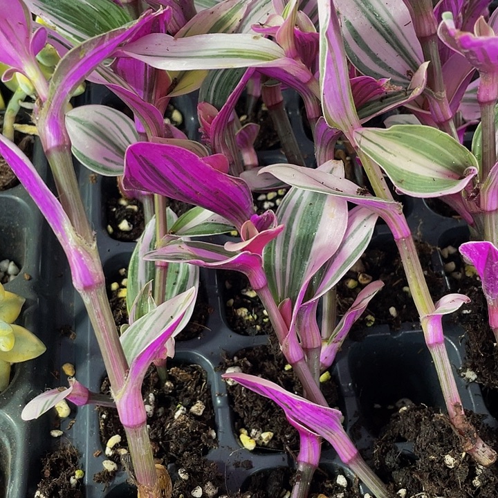 小婚礼油画1元带土发过