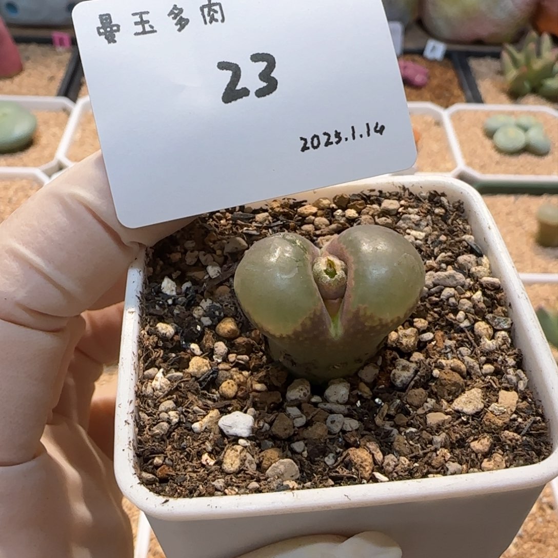 多肉多肉多肉1.14-023