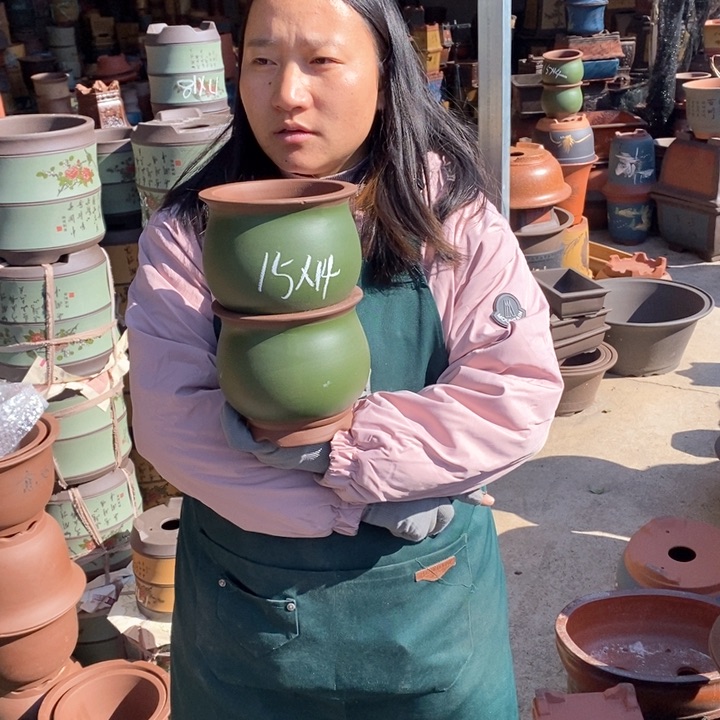 紫砂花盆盆栽花卉苗木种植