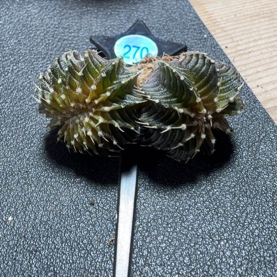 假***去米哈实生自然锦270