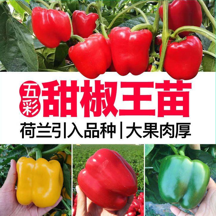 寿光大果甜椒秧苗辣椒苗红黄绿圆甜椒方椒种苗四季种籽盆栽蔬菜苗