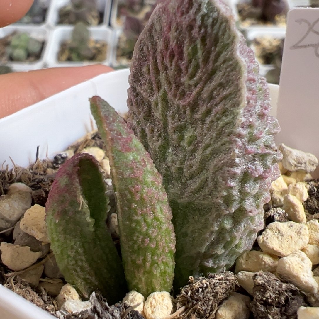 绿粉色系纹路款实生新品