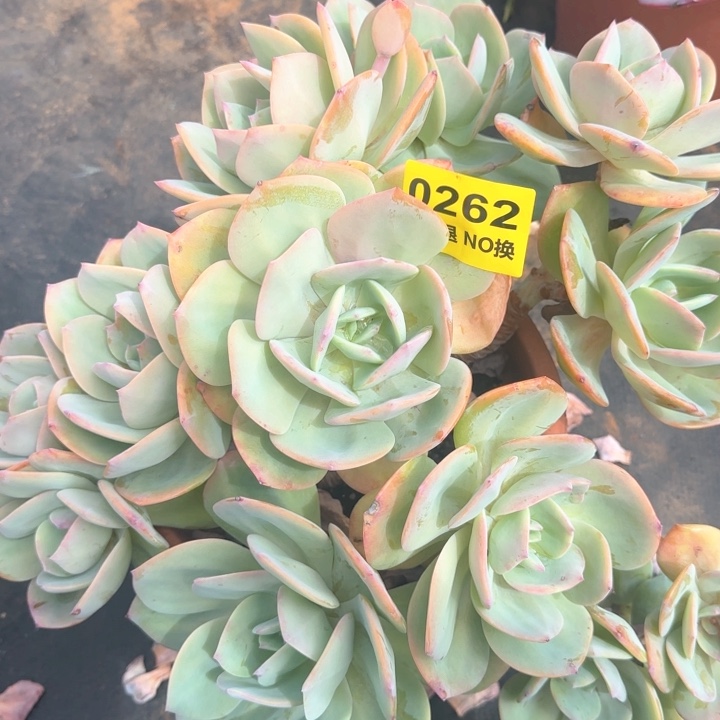 0262白凤朵朵群生