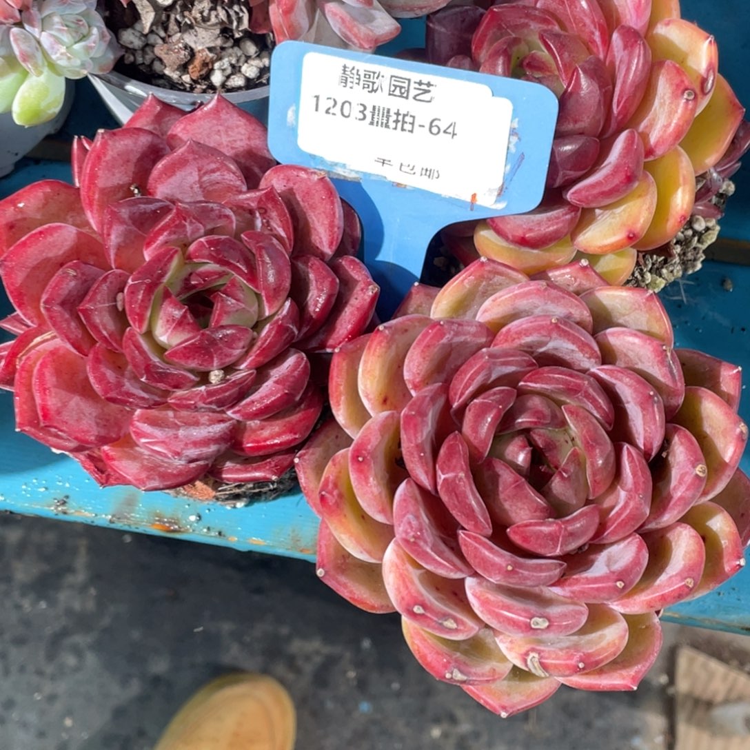 1203-64-夜魔侠福利一颗