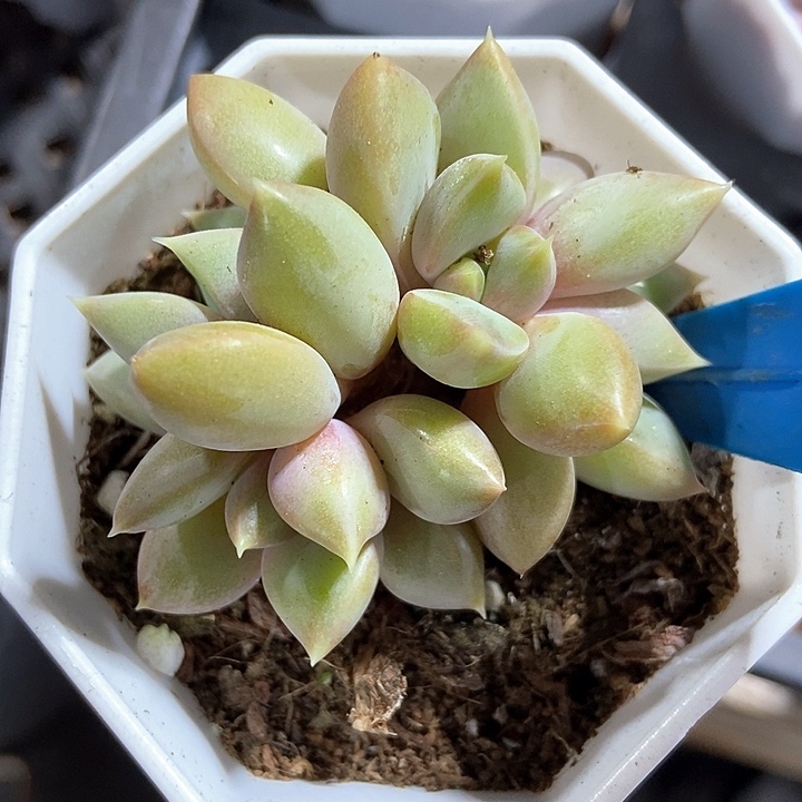 多肉植物红象牙896