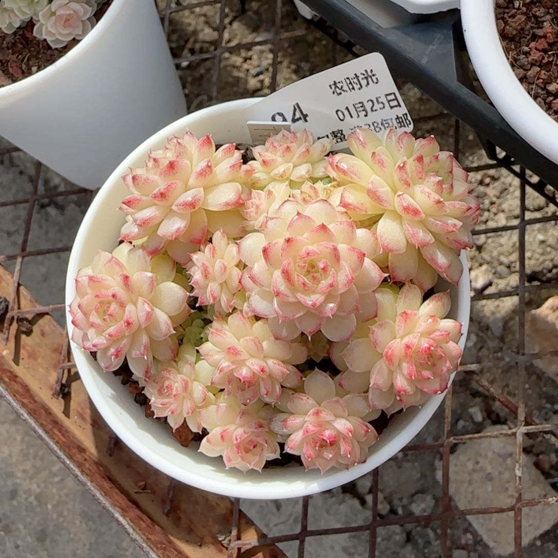 i**”【闪购商品】0125-94（ttp-23）