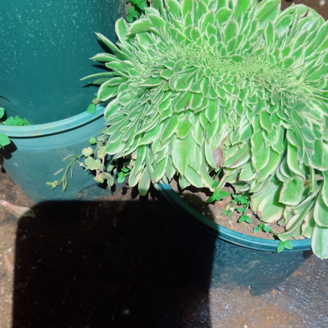 我3185 号多肉法师新年福利