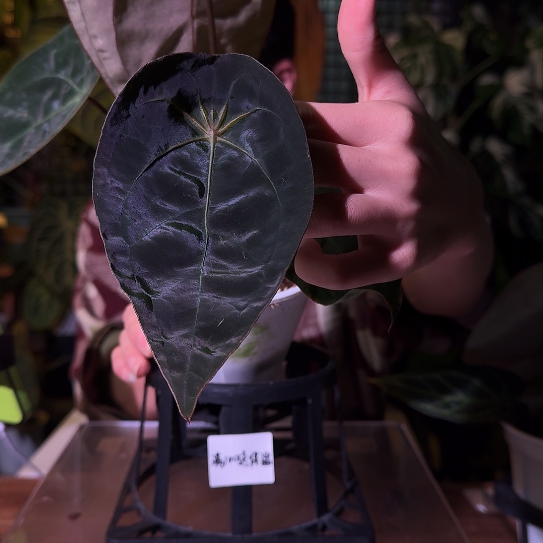 不开花植物G79戴斯蜘蛛盾
