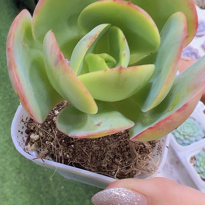 碧桃19包邮多肉植物