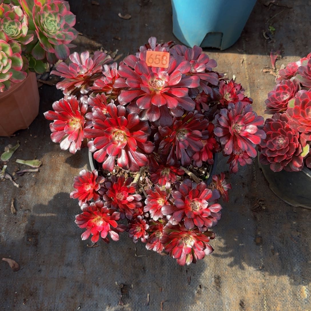 658美姬老庄锦多肉法师