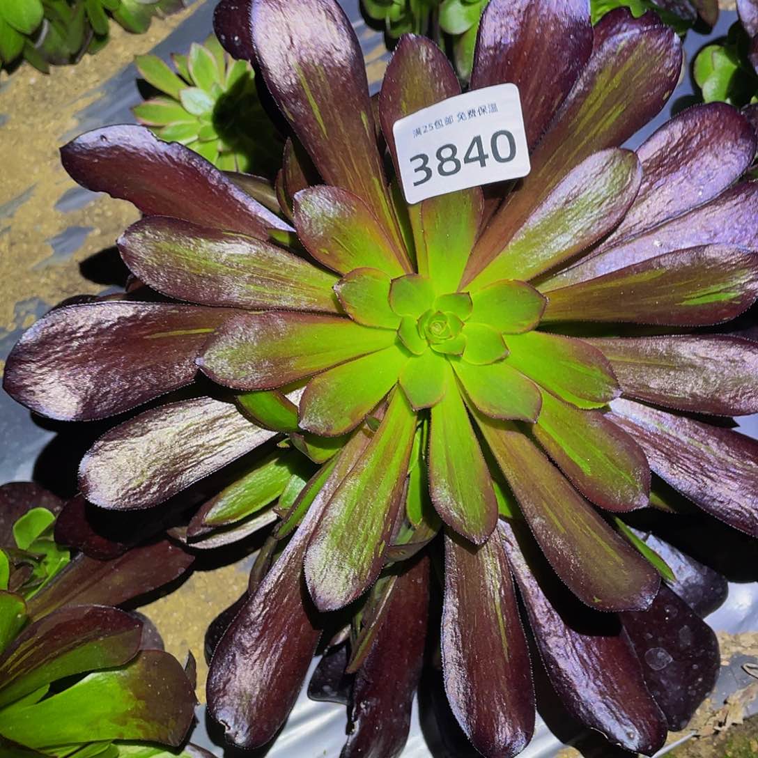 3840欧若拉多肉植物