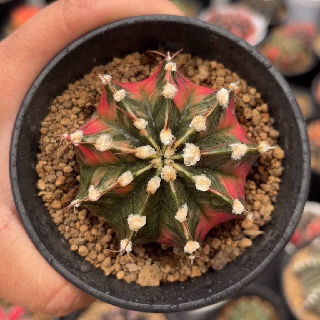 泰系米哈仙人球313