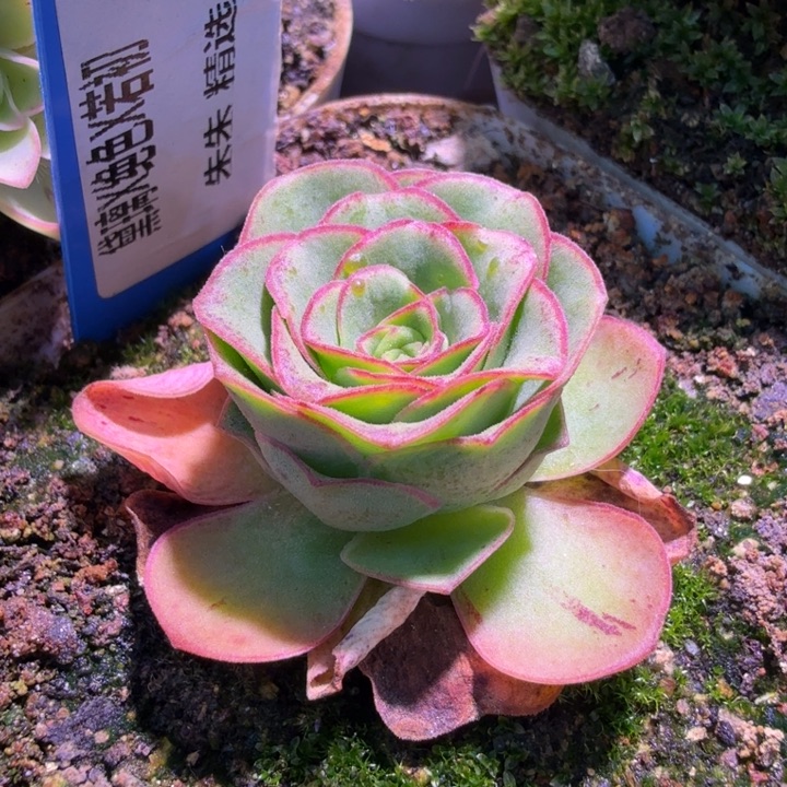 朱朱128  六宫粉黛