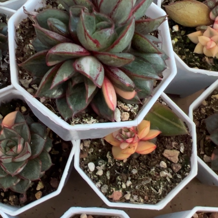 喜***吖麒麟座锦多肉植物2631