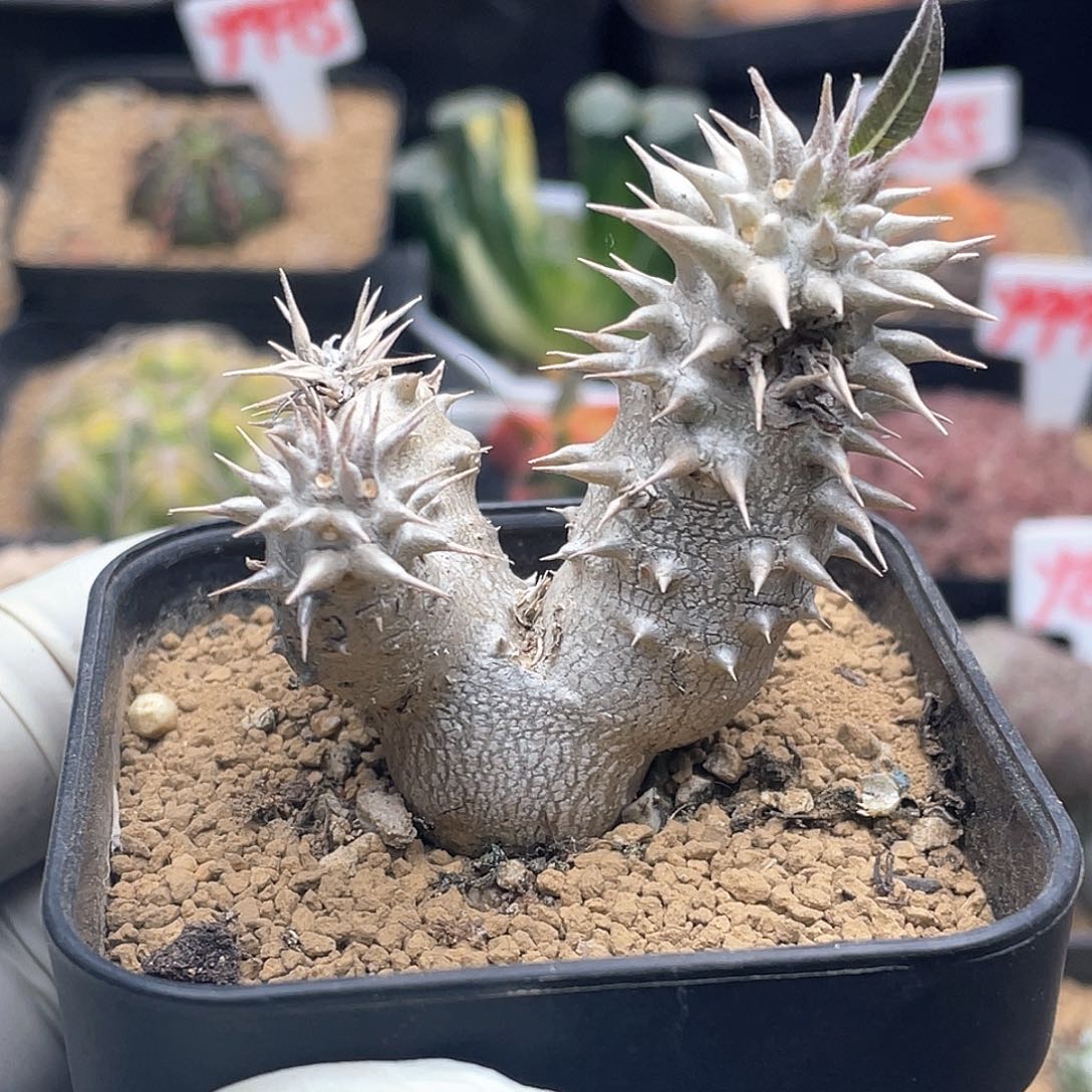 实生三头巨型惠比大黑 致远多肉