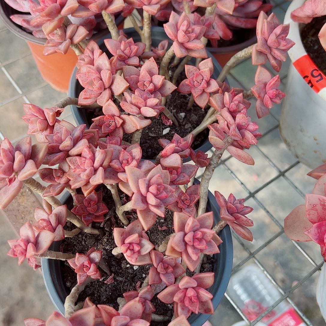 姬胧月散装带盆土精品二盆