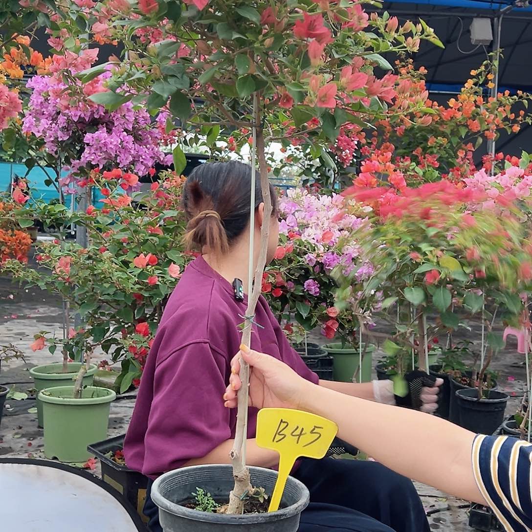 夏***️大部分花苞少量开放B45伊莎贝拉酒红