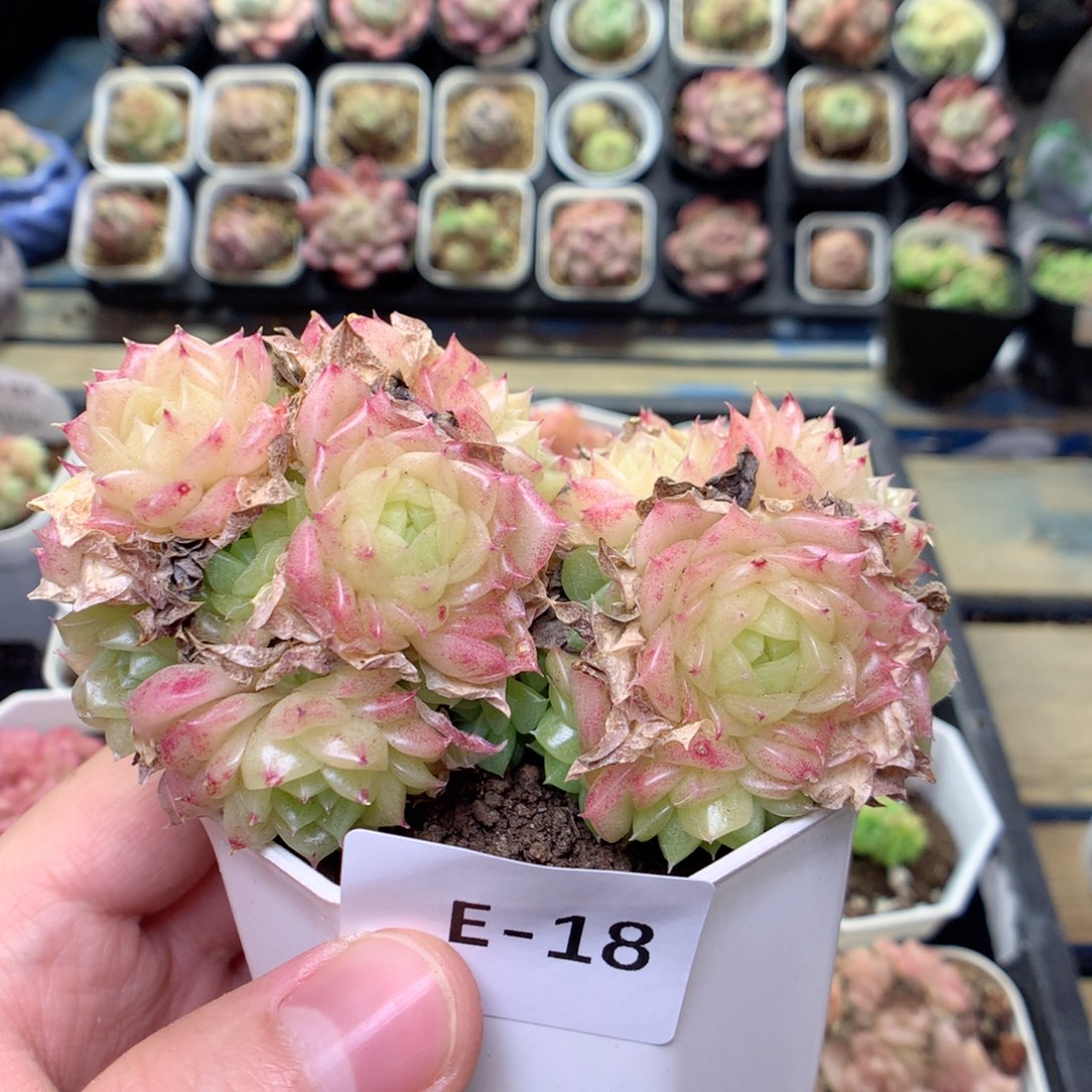 E18 两群，20包邮两天凑单偏远不发货