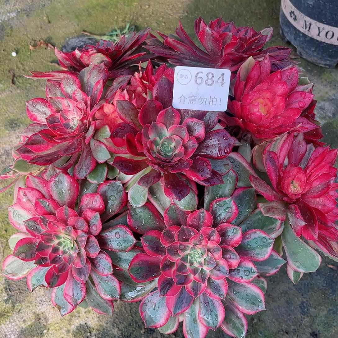 无花朵缘*多肉植物黑魔锦684