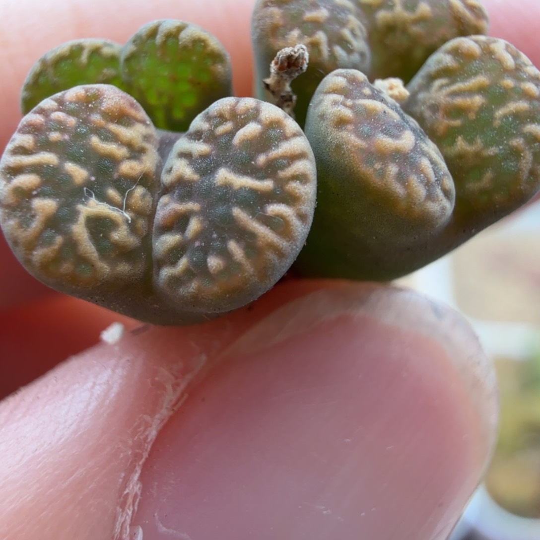 5.13.20/黄绿鸟哈尼