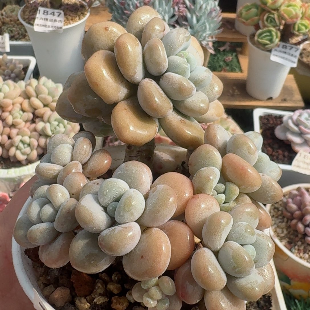 1804一物一拍（满28包邮）