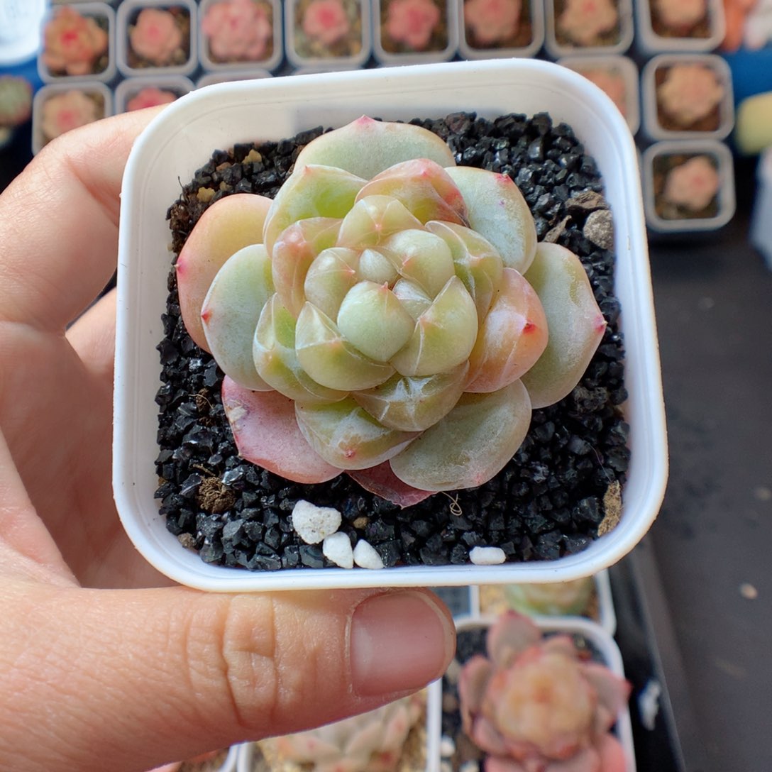 一物一拍精品多肉。   30