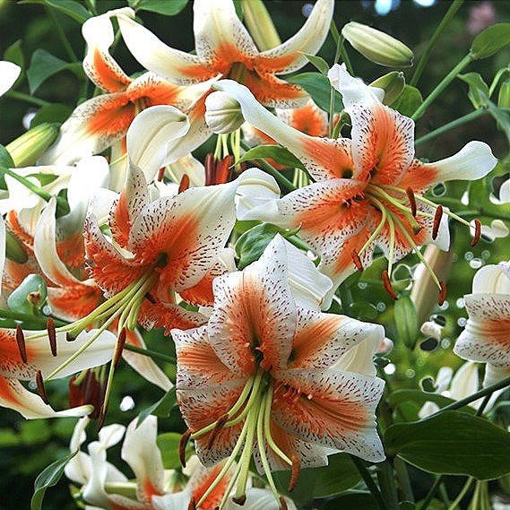 【爱丽丝小姐18/20】（3颗，5颗）OT系列荷兰进口香水百合种球拍三发五