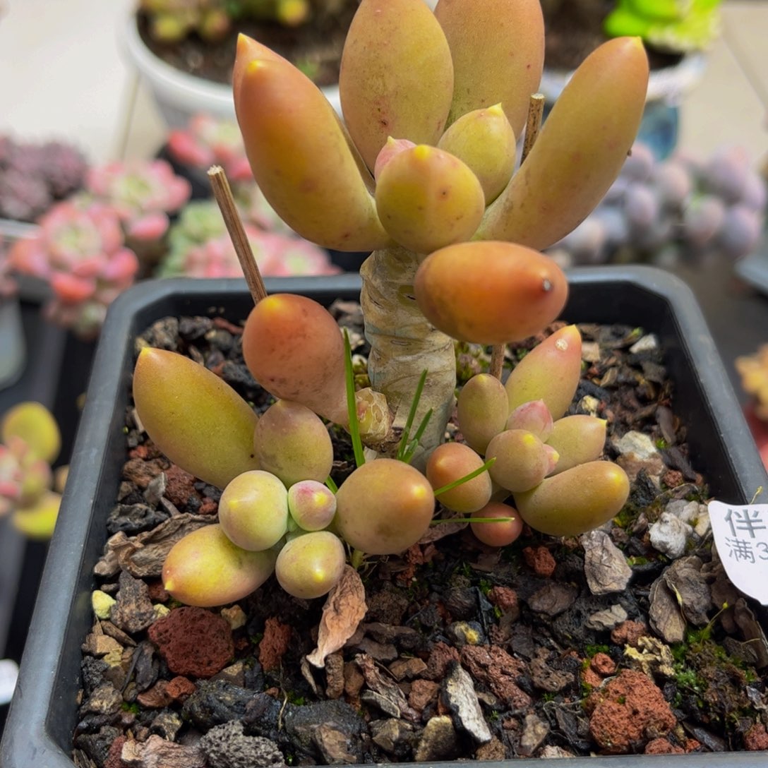 486/6cm芒果奶老桩多肉植物