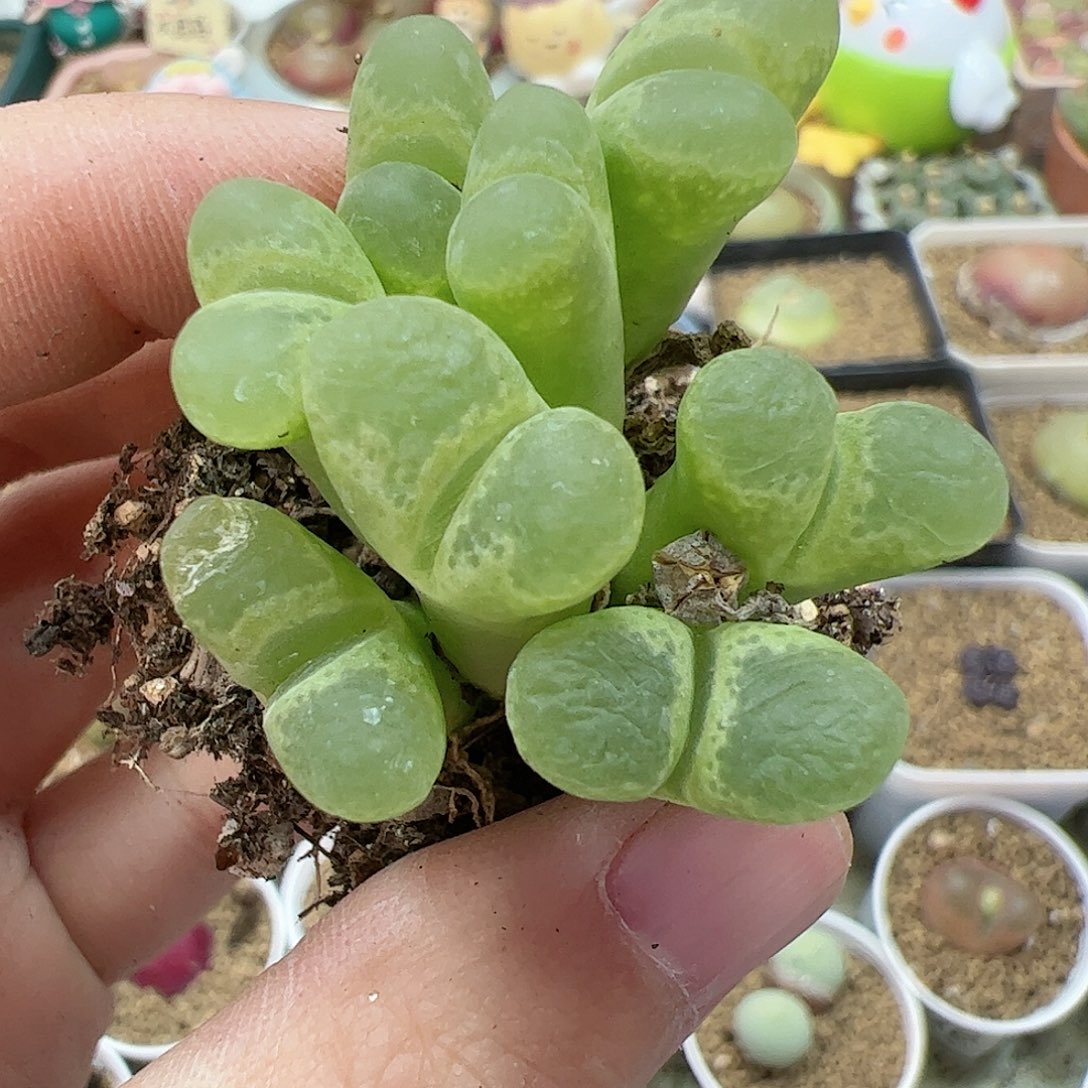 【闪购商品】80 双12限量福利
