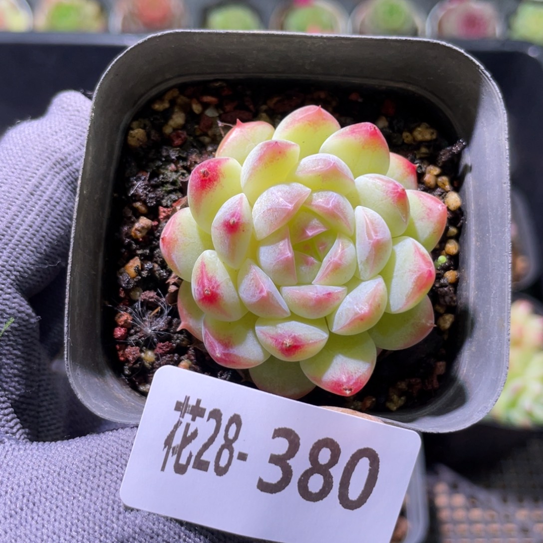 花利美28-380明月心