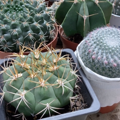 余温新天地个哦花玉般若