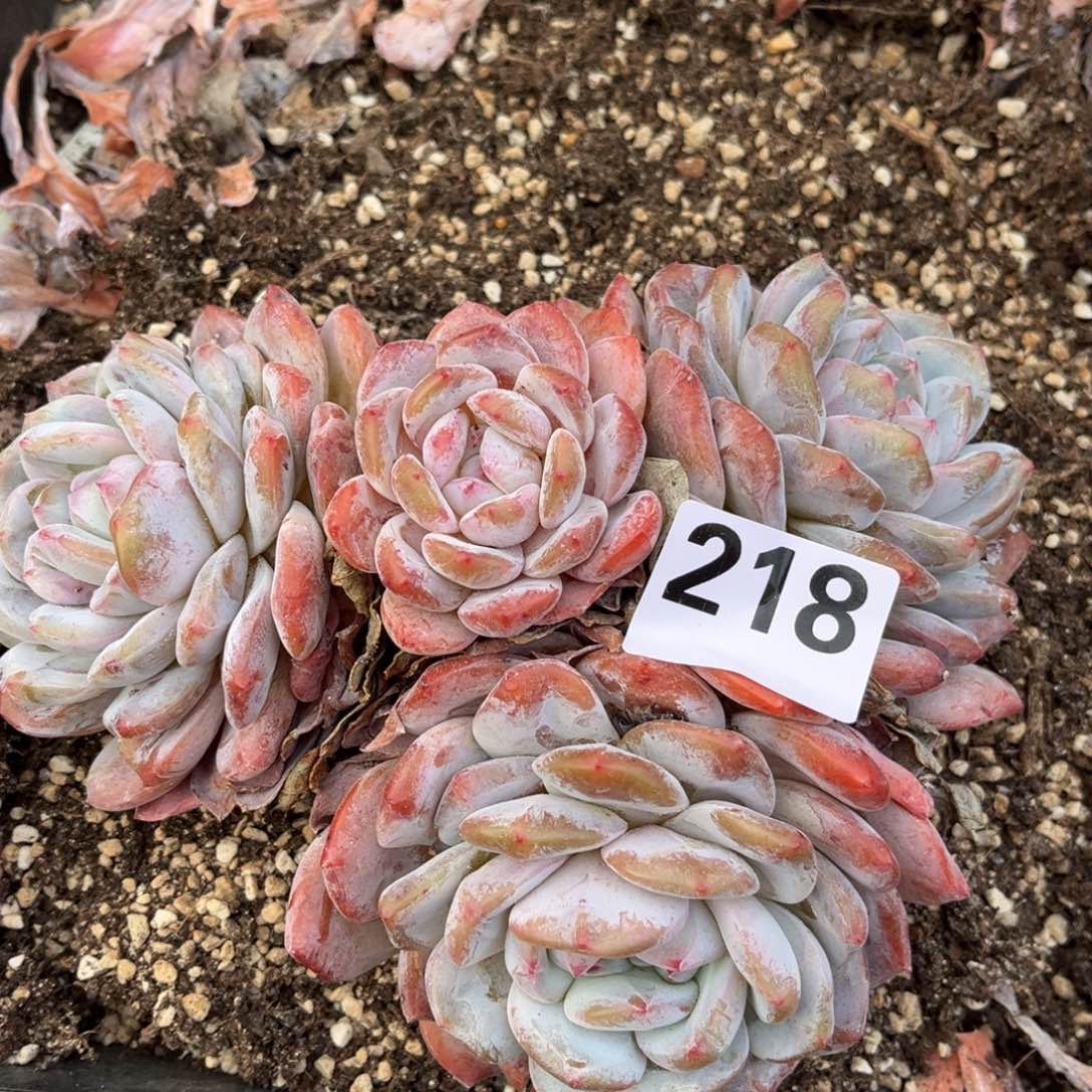 有虫不售后218号新疆西藏内蒙古不包邮