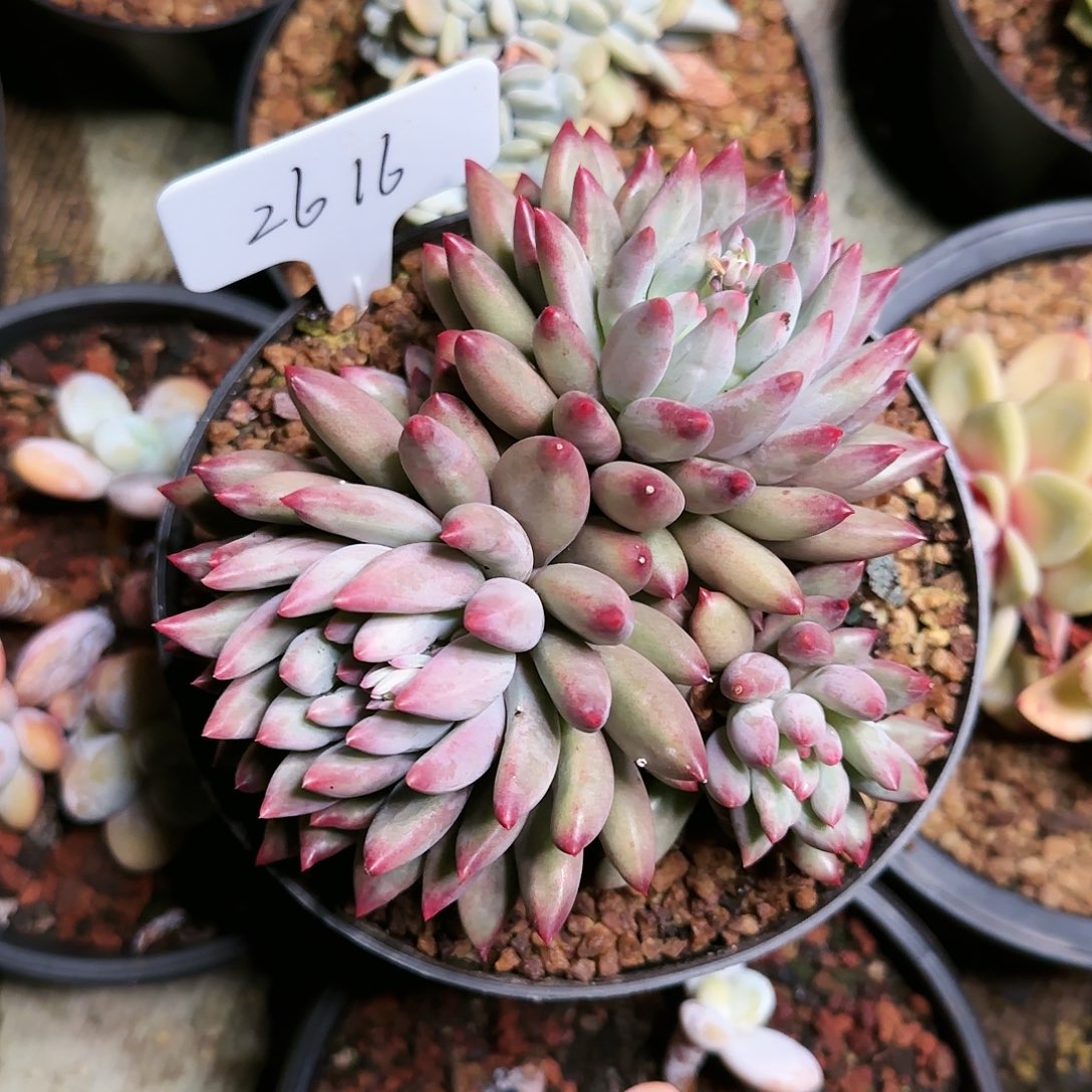 2616号      78   肉