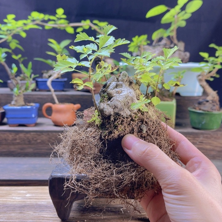 当前无花朵，栽培后可花朵