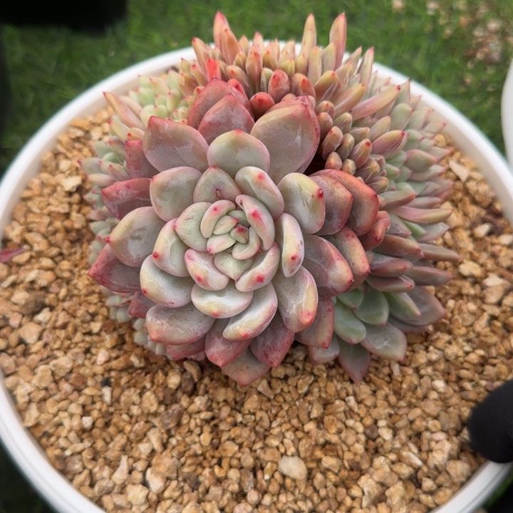 爱丽尔的朵缀多肉植物