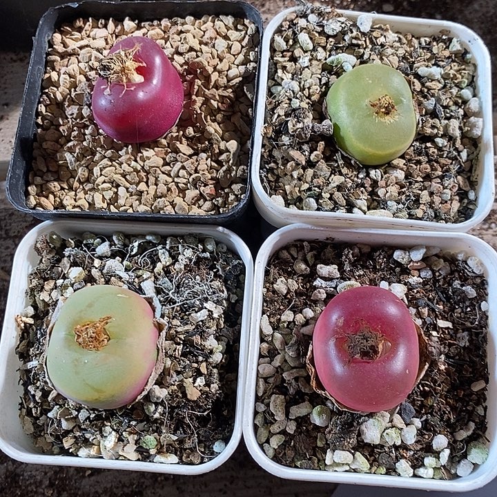 7325。    一组母本蟠桃带盆发货。 