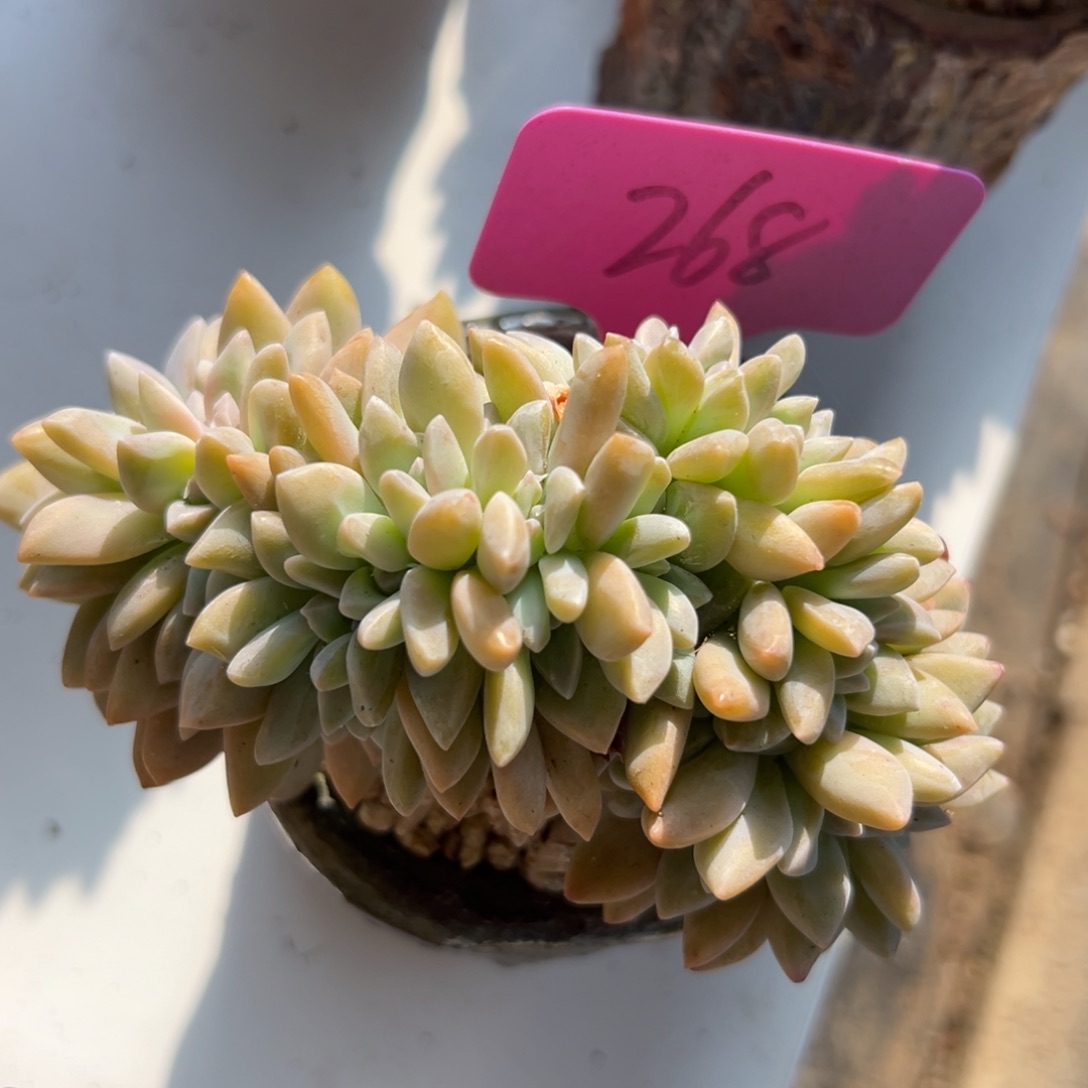 多肉植物一物一拍