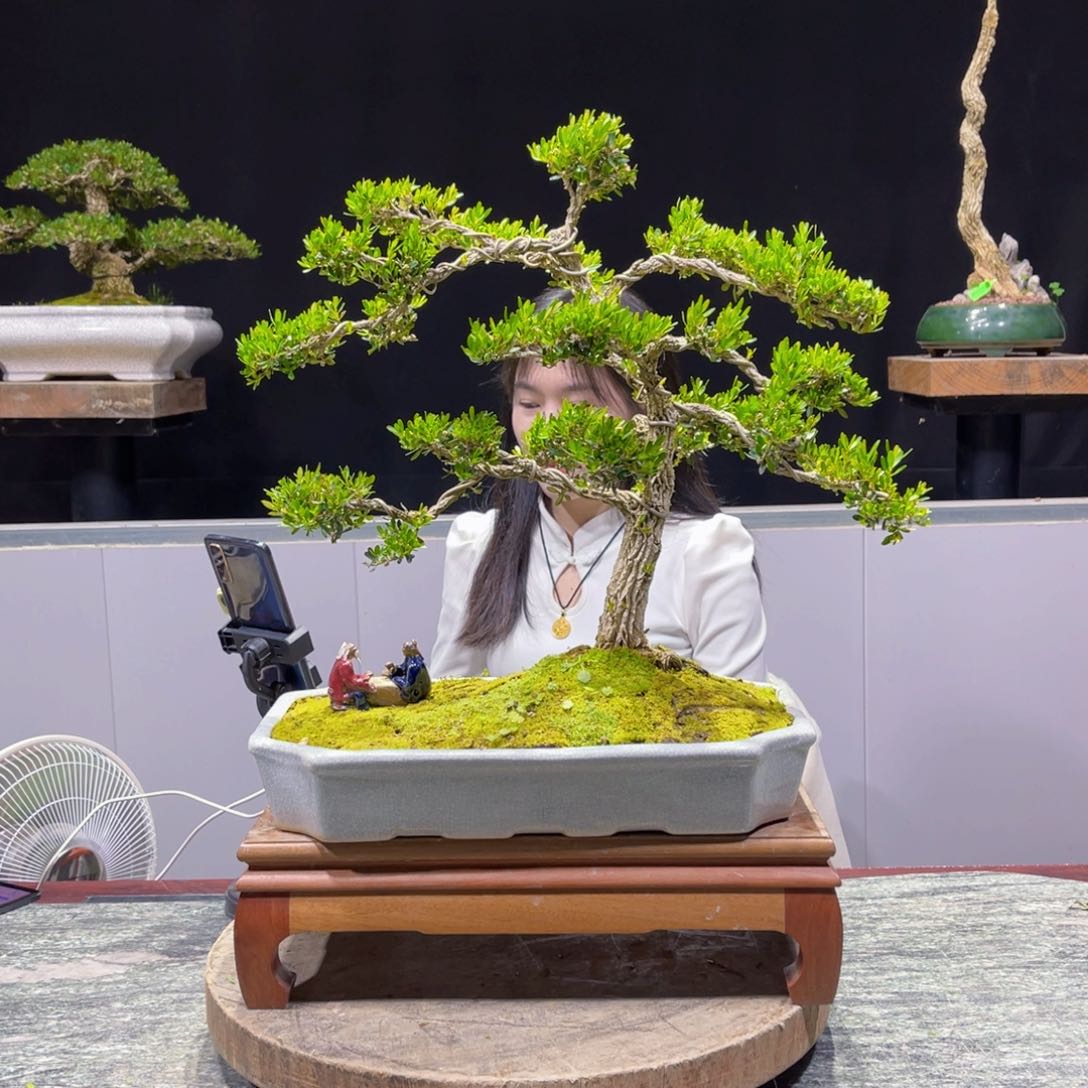 四季常青老桩黄杨盆景