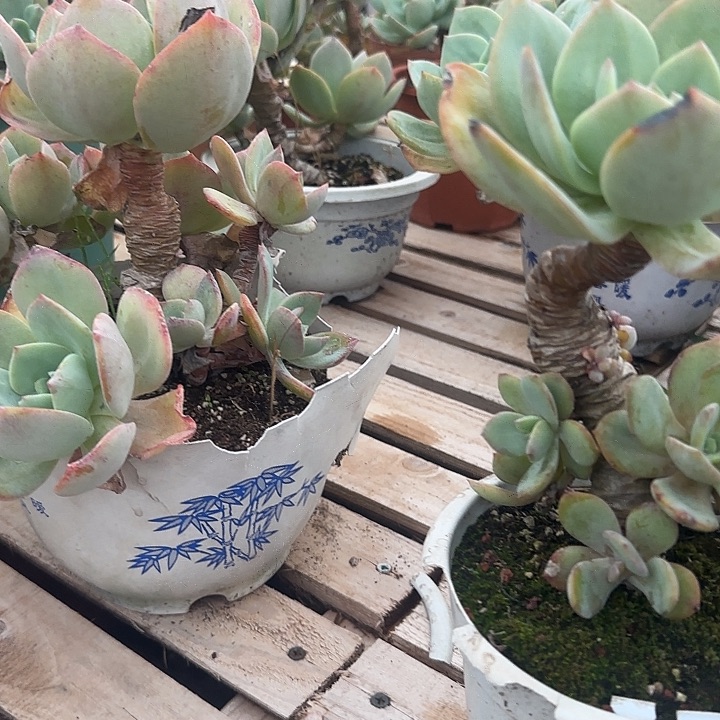 水**兮376不售后白凤脱土发货不退不换