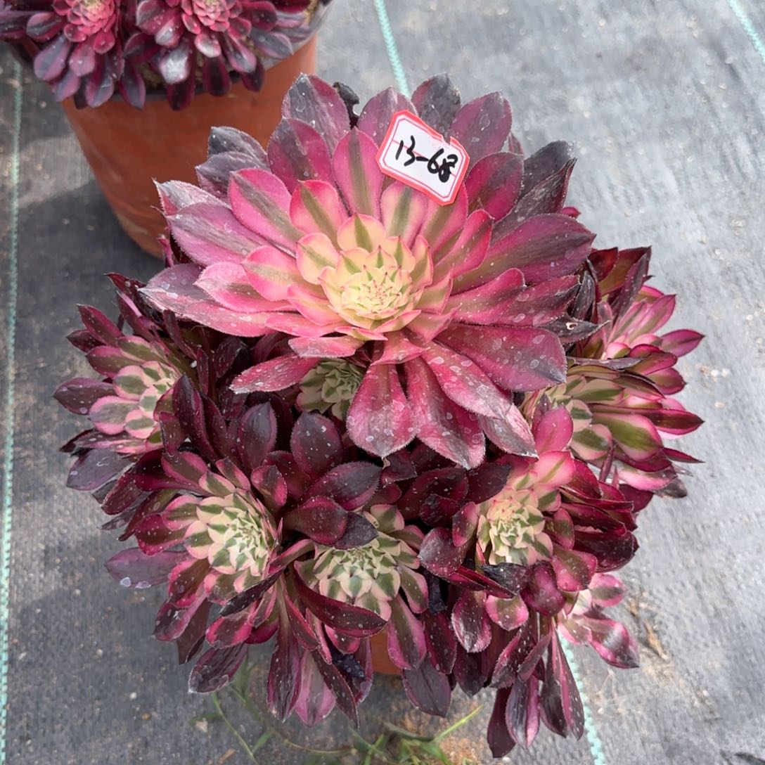 13-68红铜多肉植物