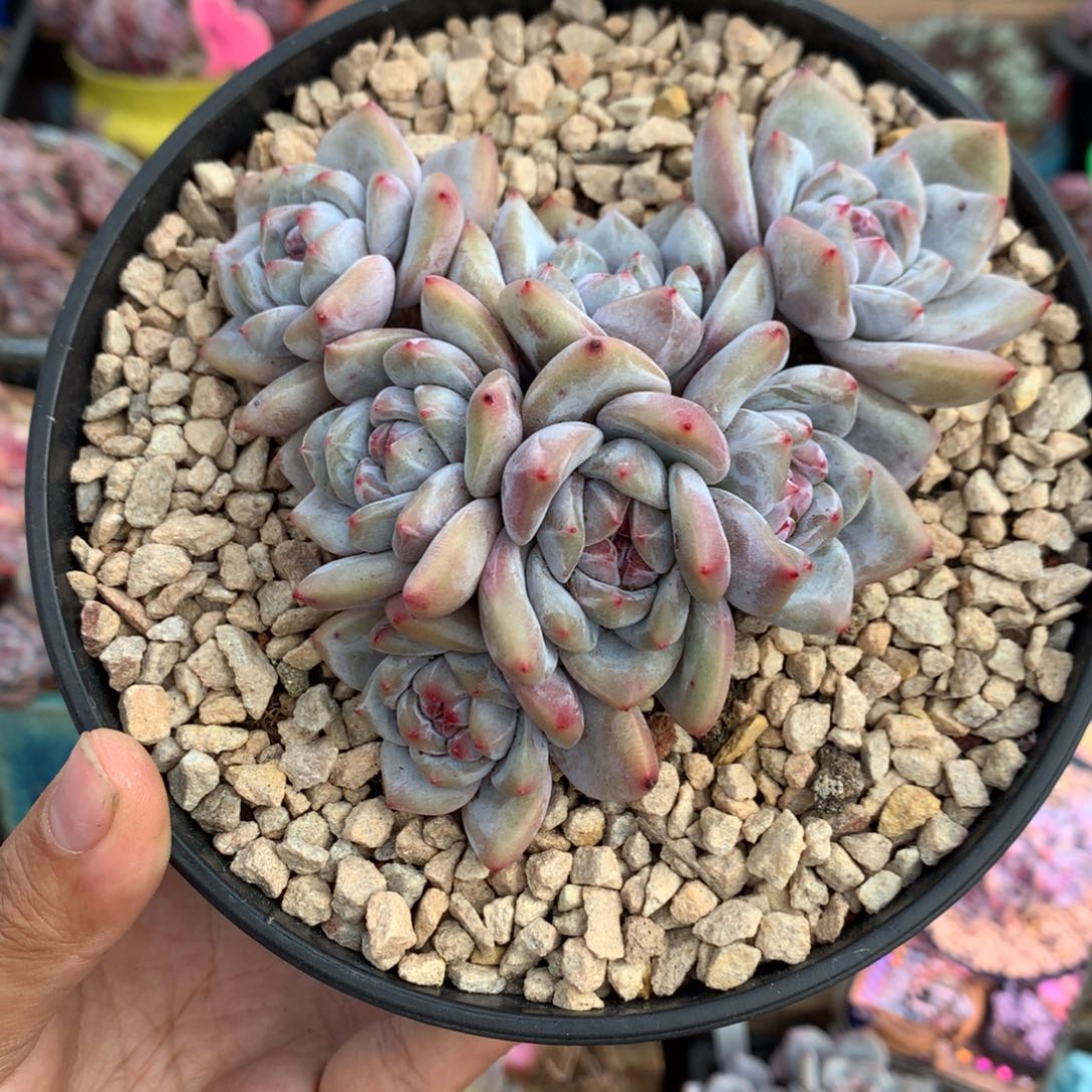 哈哈哈哈哈哈哈哈3