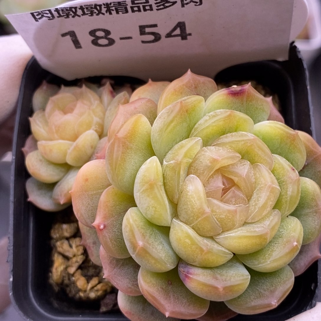 【闪购商品】18-54