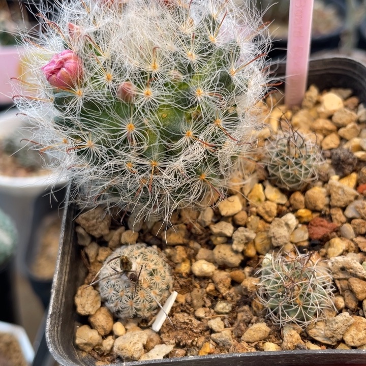 实生仙人球一盒2722