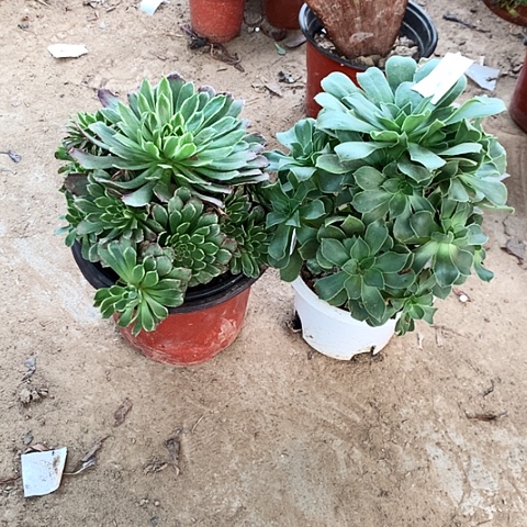 2棵玫瑰玫瑰玫瑰