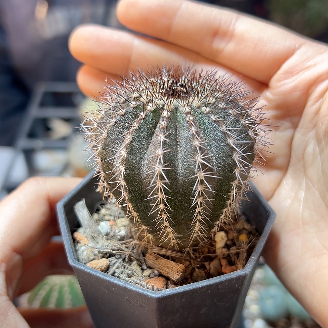 实生紫皮尤伯球带盆4.8公分